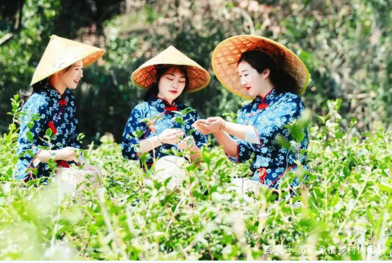 葉葉知春！無錫毫茶已經開采