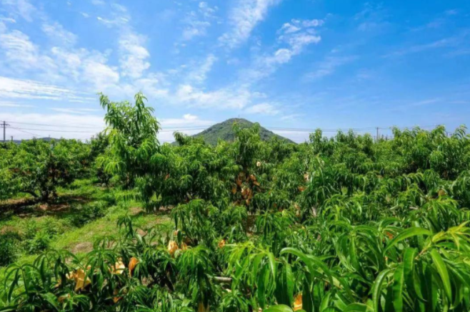 樂淘淘太湖風光好 甜蜜蜜陽山水蜜桃